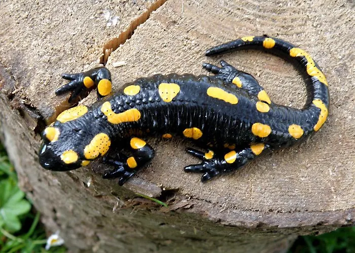 Salamandra Village Kozevo