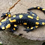 Salamandra Village Kozevo